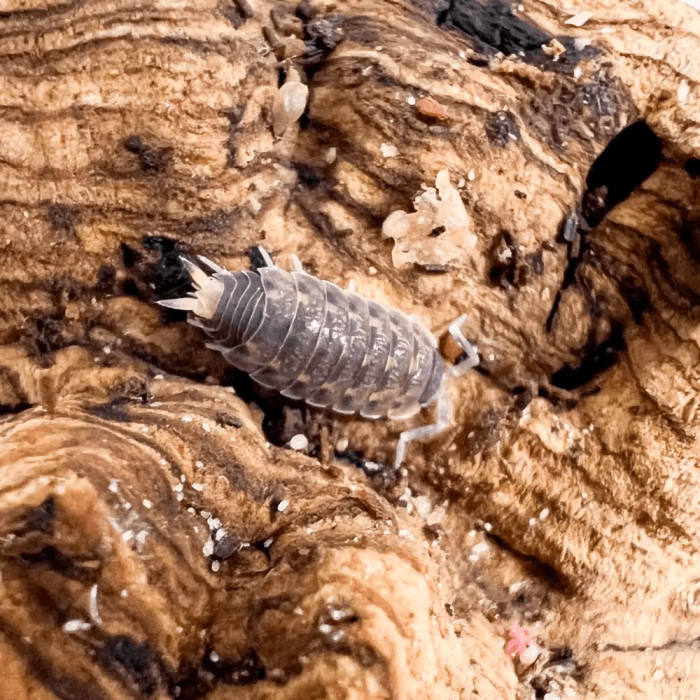Proporcellio vulcanius