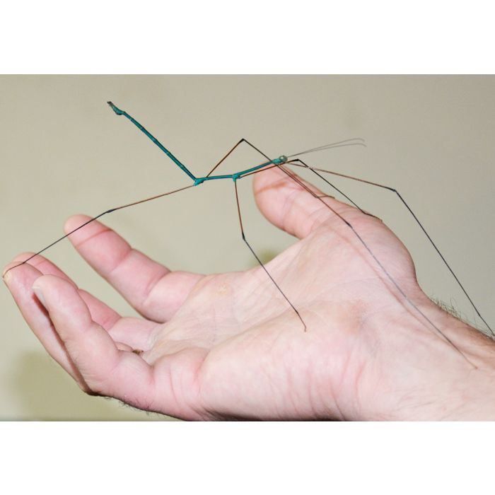 Ramulus nematodes