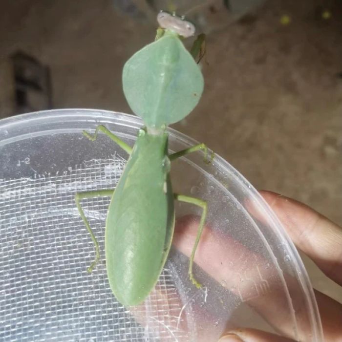 Rhombodera valida - Mantide scudo gigante