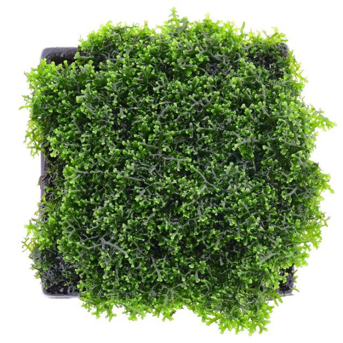 Tropica - Riccardia chamedryfolia 