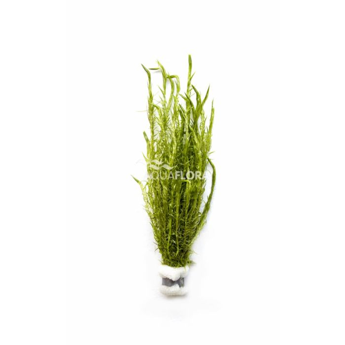 Rotala sp. Nanjenshan