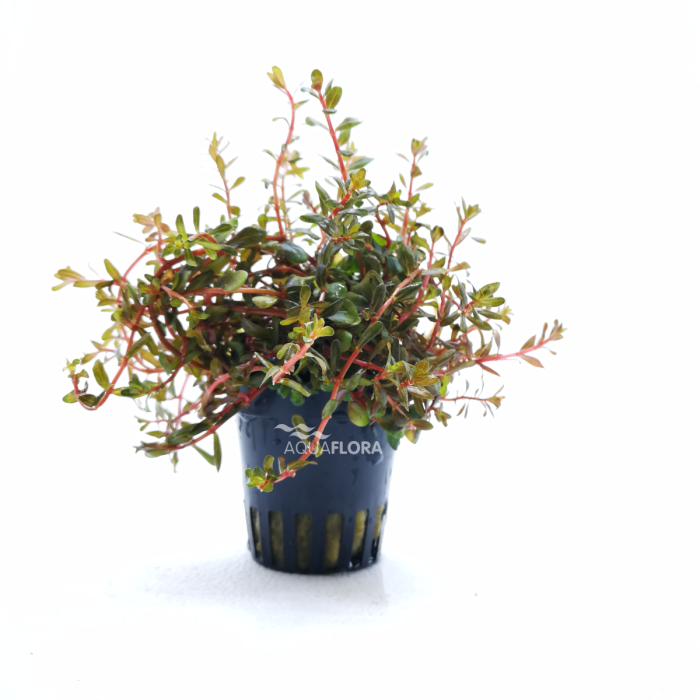 Rotala rotundifolia 'H'ra'