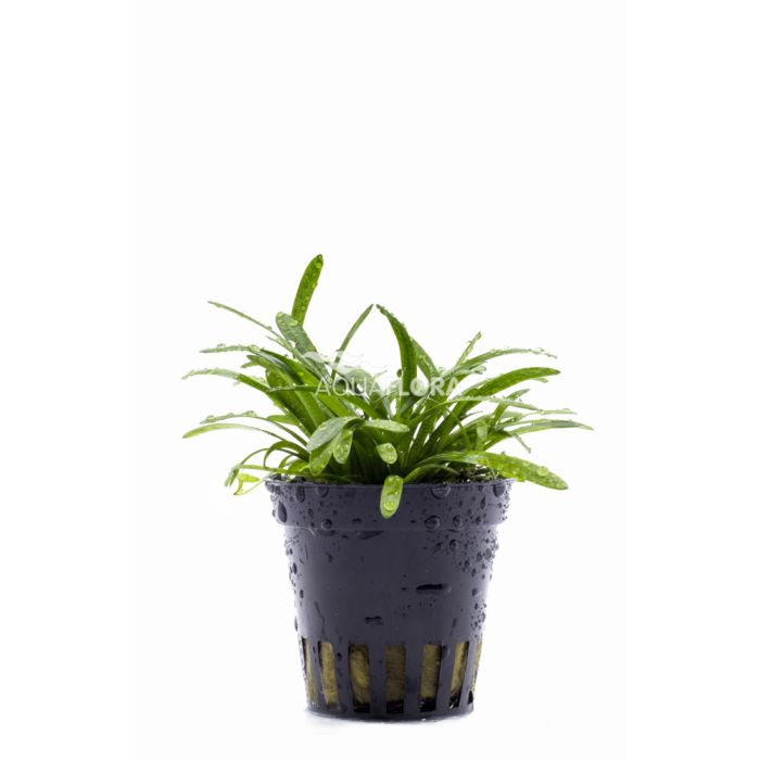 Sagittaria Subulata Teres