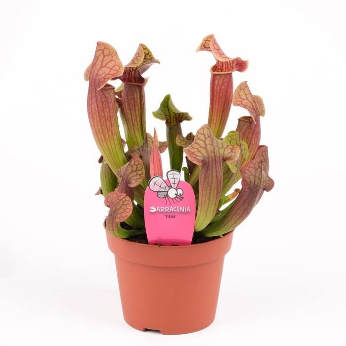 Pianta Carnivora Sarracenia Tess