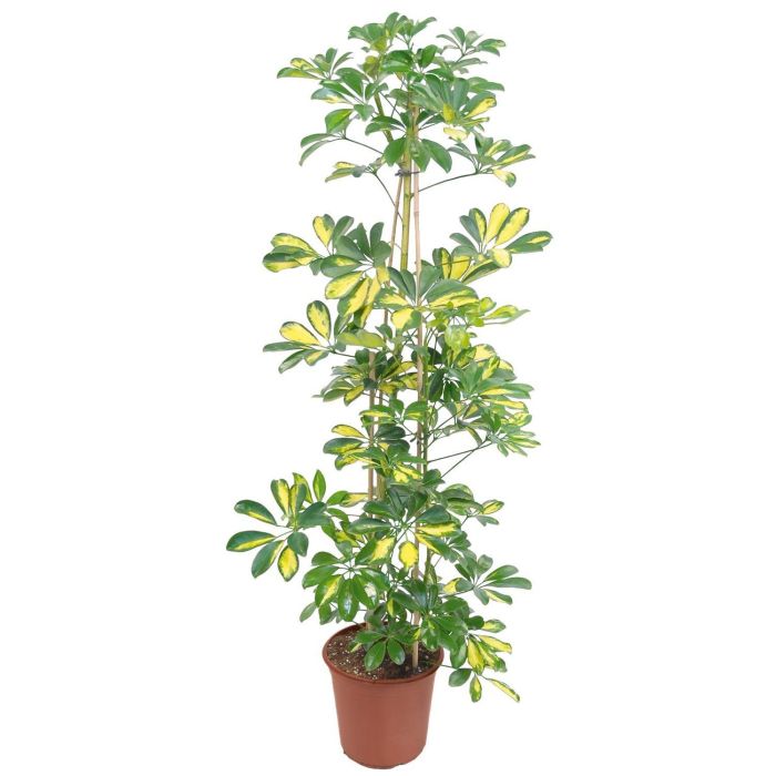Schefflera arboricola