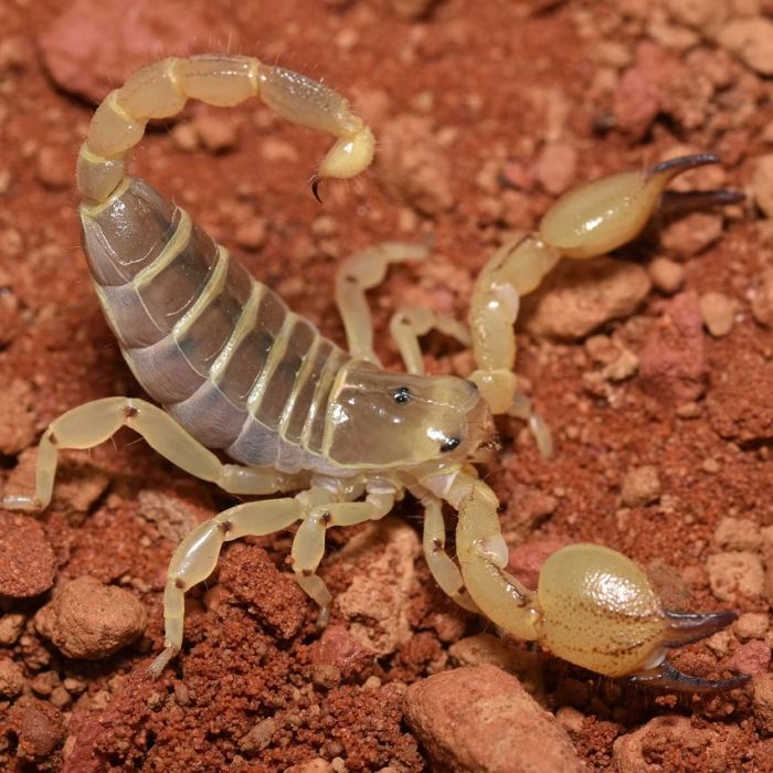 Scorpio maurus