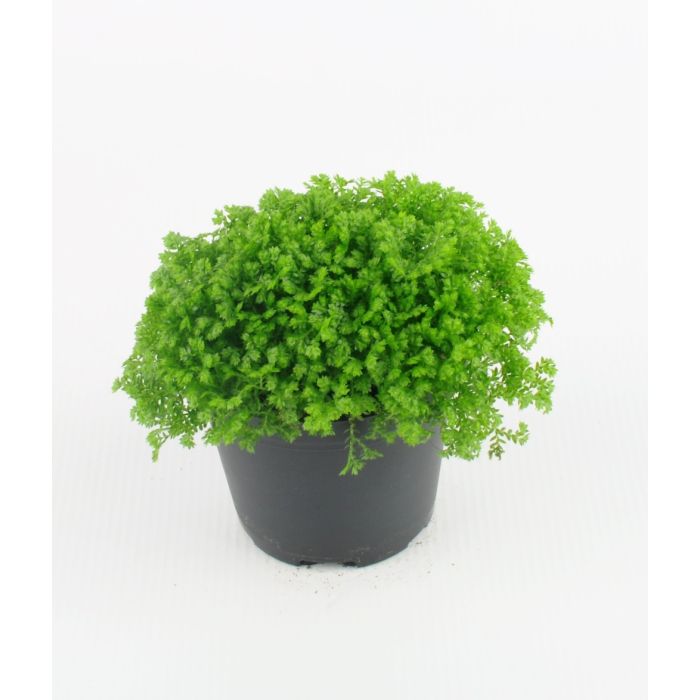 Selaginella Apoda