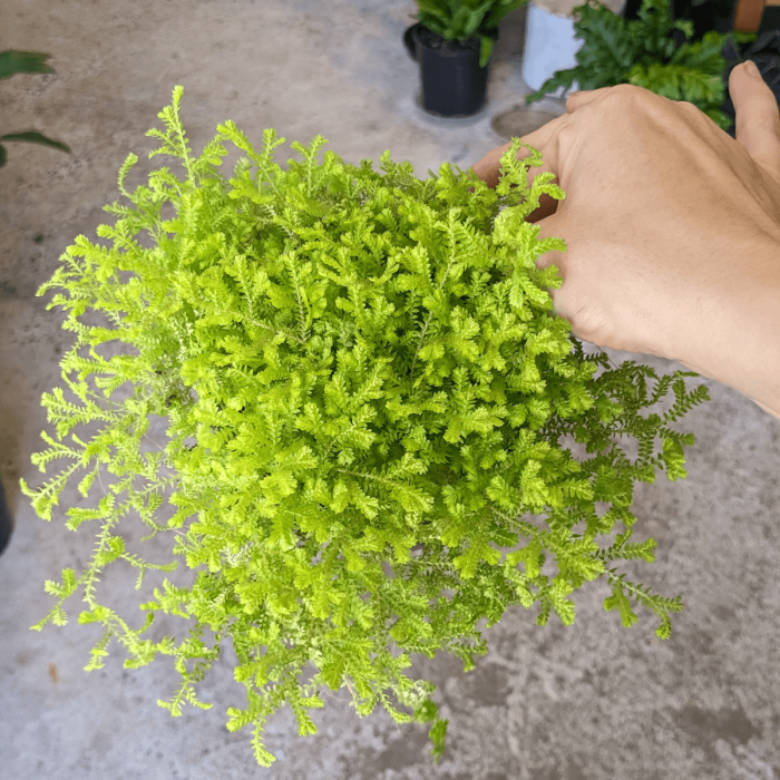 Selaginella kraussiana