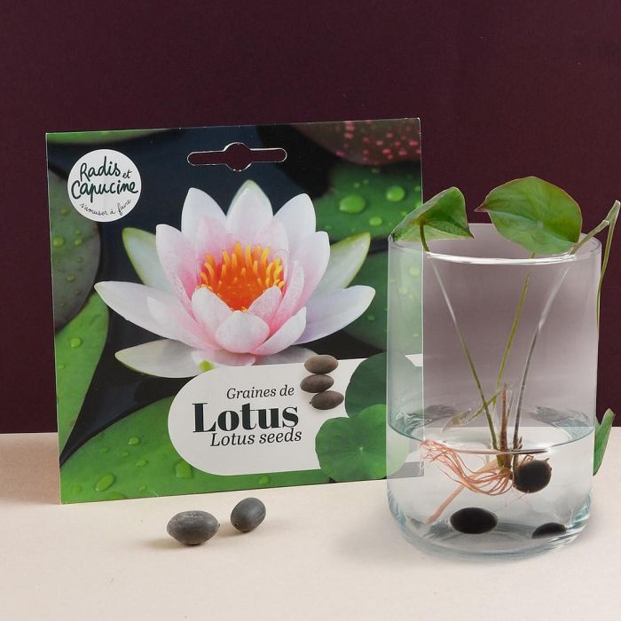 Semi di Fior di Loto