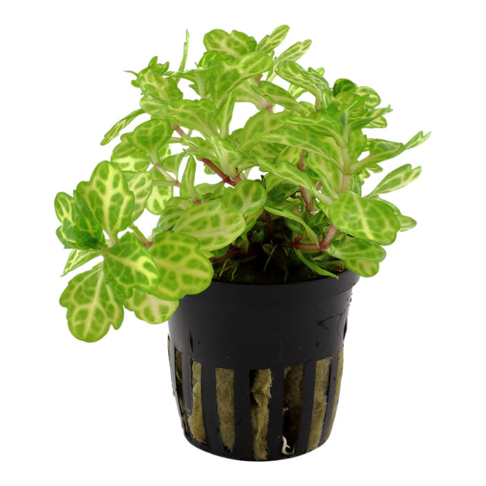 Shinnersia rivularis 'Weiss-Grun' Tropica