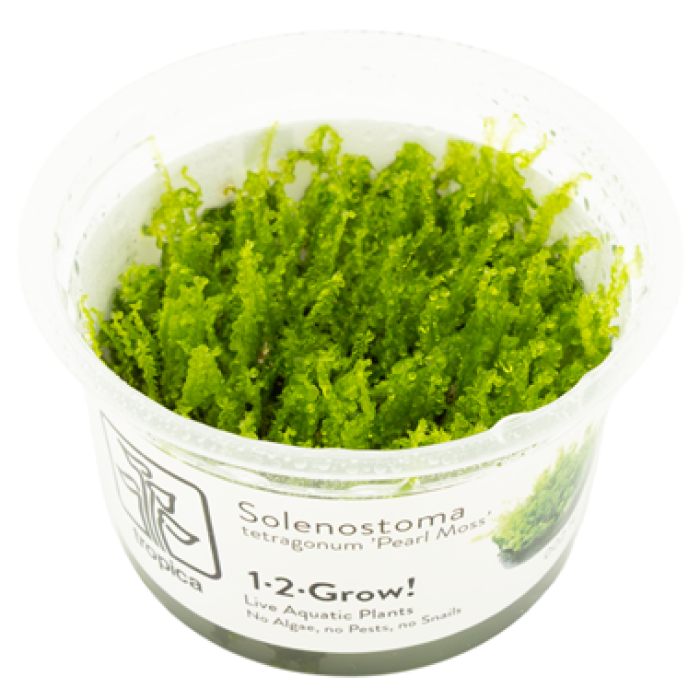 Solenostoma tetragonum 'Pearl Moss' in vitro - Tropica 1-2-Grow!