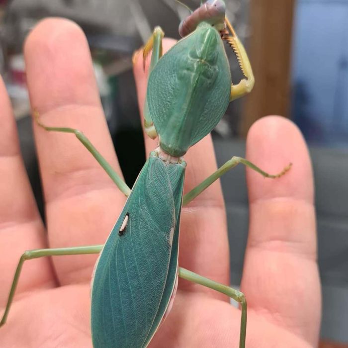 Rhombodera stalli - Mantide scudo Gigante