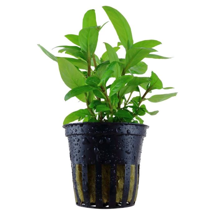 Staurogyne repens