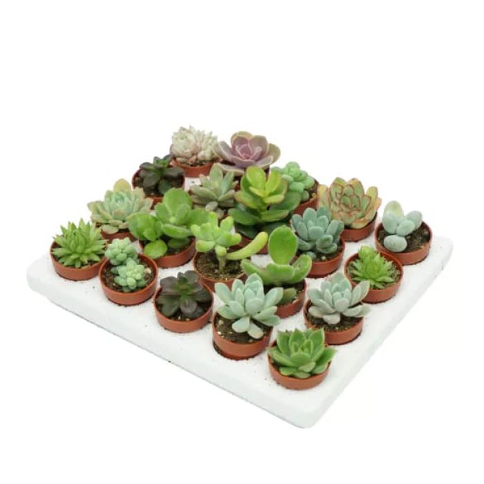 Succulente senza spine "mix"
