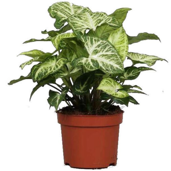 Syngonium Arrow