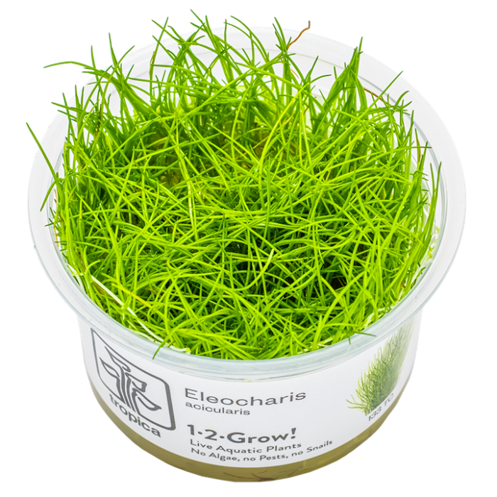 Tropica Eleocharis acicularis 1-2-Grow!