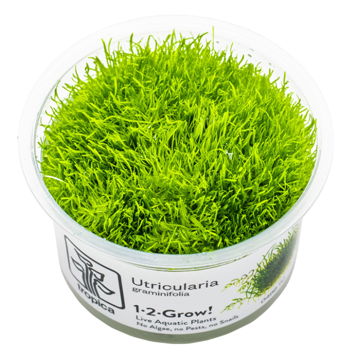 Tropica Utricularia graminifolia 1-2-Grow!