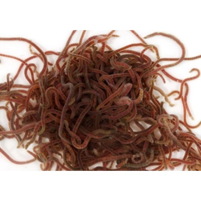 Tubifex vivi 80 ml - cibo vivo per pesci tropicali e marini