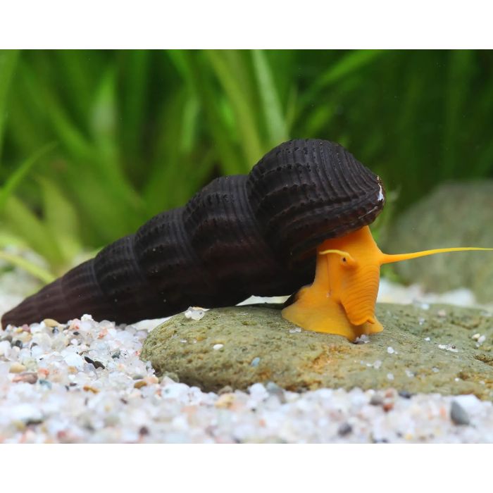 Tylomelania sp. 