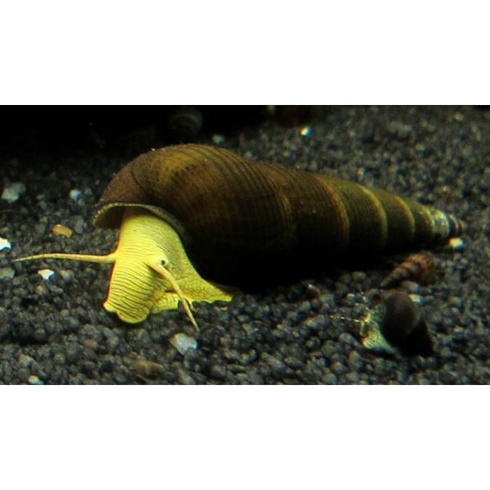 TYLOMELANIA sp. 
