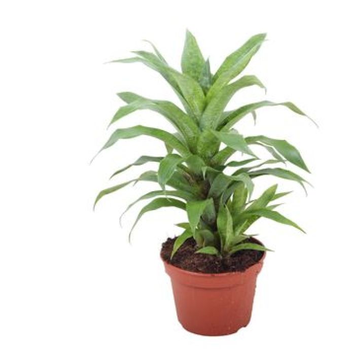 Vriesea ospinae