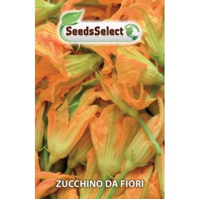 Semi Zucchino Da Fiore