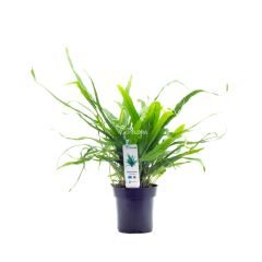 Microsorum pteropus XL 'Pianta madre'