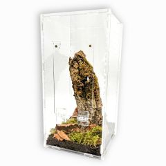 Terrario per mantidi