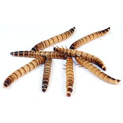 1000gr. di Caimani