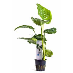 Anubias barteri