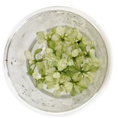 Anubias Barteri var. Nana "Snow White"- in vitro cup