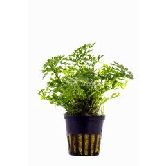 Aquaflora - Bolbitis heteroclita "Difformis"