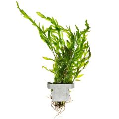 Bolbitis heudelotii - Tropica