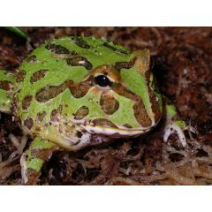 Ceratophrys Cranwelli - Rana pacman