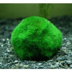 Marimo - Cladophora Media 3-4cm