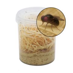 1 Litro Drosophila Hydei