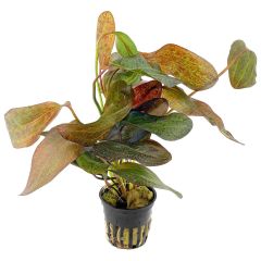 Echinodorus 'Ozelot' Red
