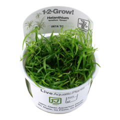 Tropica Helanthium tenellum 'Green' 1-2-Grow!