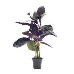 Hemygraphis colorata