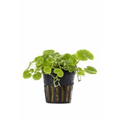 Hydrocotyle Leucocephala