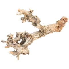 Kuwa Root 25-30cm