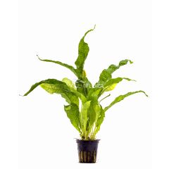 Microsorum Pteropus Latifolia