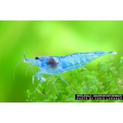 Neocaridina Davidi Blue Jelly (Full Blue Rili) - 3 esemplari