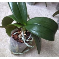 Orchidea verde - Da fiorire