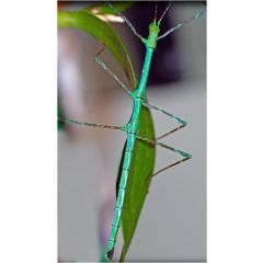 Myronides sp. "Peleng"