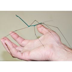 Ramulus nematodes
