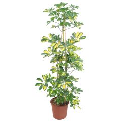 Schefflera arboricola