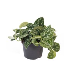 Scindapsus Pictus