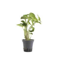 Syngonium pixie