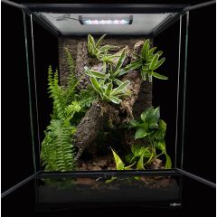 Terrario Bioattivo per Geco Ciliatus 45x45x60cm